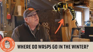 Where Do Wasps Go in the Winter?