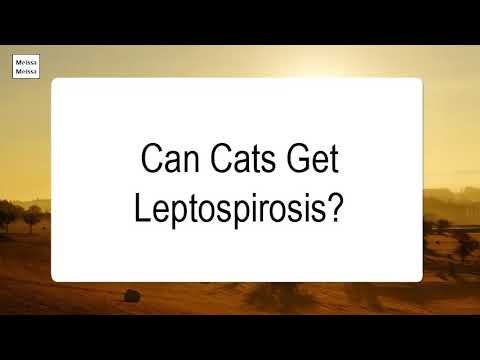 Video: Bacterial Infection (Leptospirosis) Sa Cats