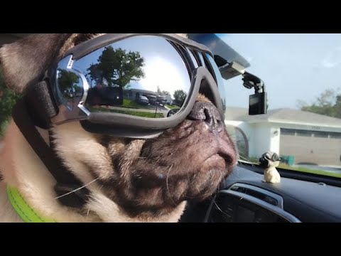 CUTE PUG PUPPY WITH SUNGLASSES - PUG IN CAR & FUNNY PUG DOG AGENT