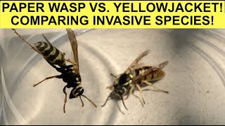 YELLOWJACKET VS. PAPER WASP! RESCUING QUEENS AND COMPARING INVASIVE SPECIES! VESPULA AND POLISTES!