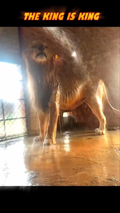 Tiger vs Lion #trending #animals #wildlife #youtubeshorts #youtube #shorts #tiger #lion #viralshort