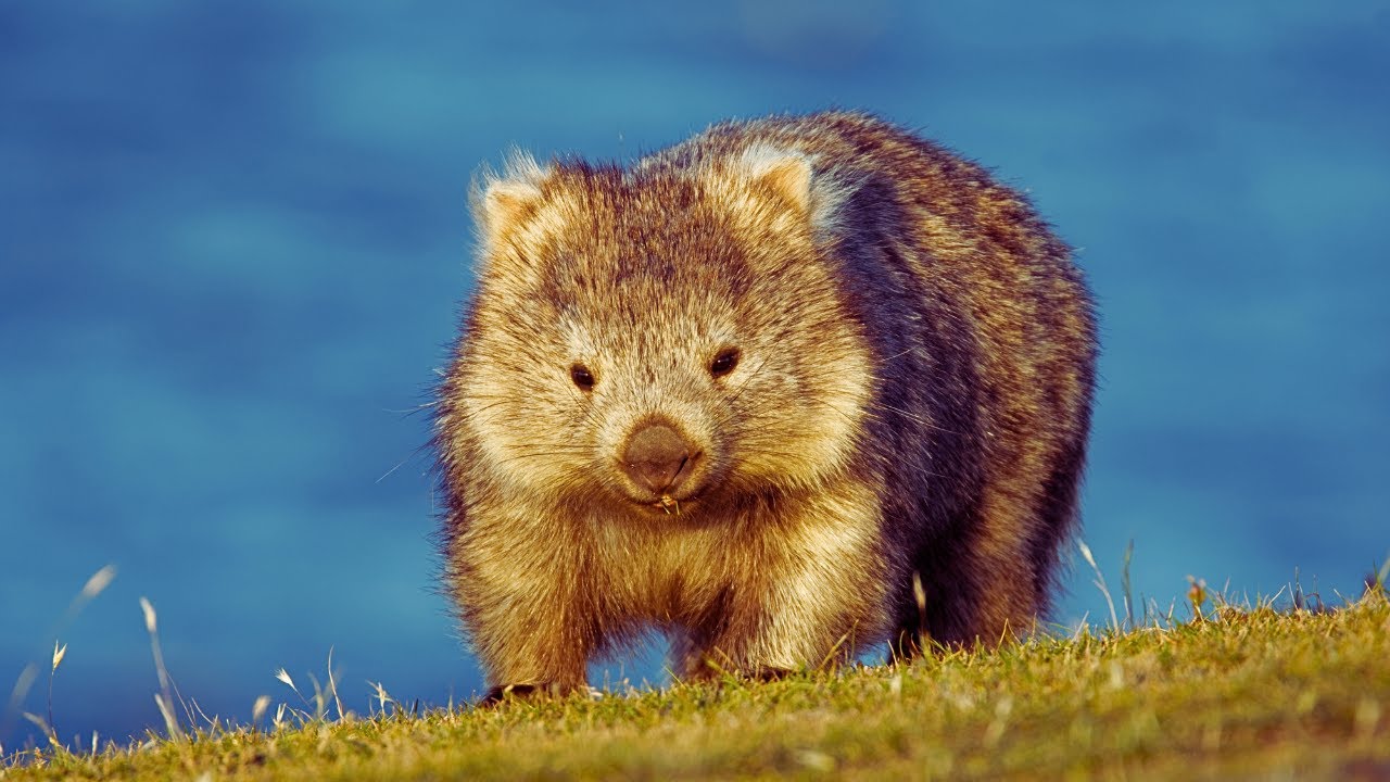 Wombats Explained: Fun Facts About Nature’s Cube Poopers