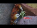 【首引きちぎり】ベンケイガニがヤブキリを貪り喰う【グロいかも】