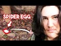 DANGEROUS SPIDER-EGG FOUND IN BACKYARD..