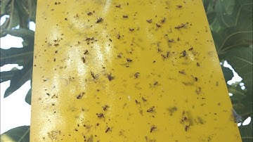 Yellow sticky traps:effective, non-toxic and easy to use.