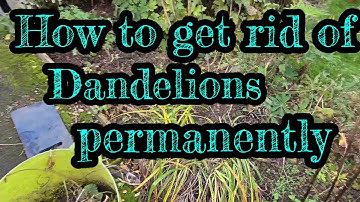 How to dig up and get rid of dandelions permanently
