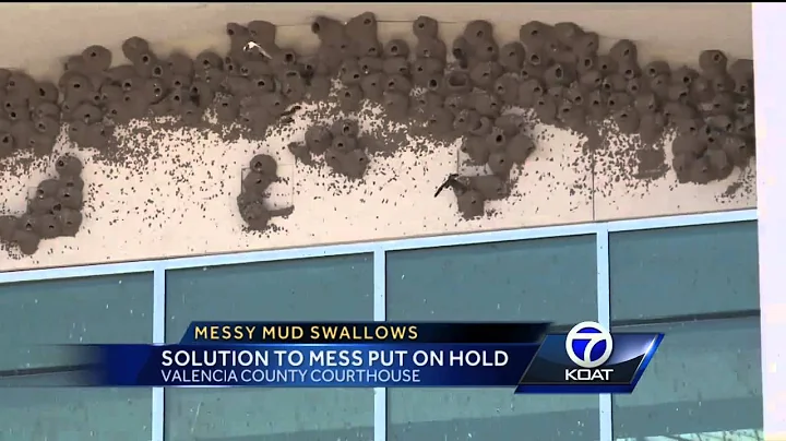 Messy Mud Swallows: Solution to Mess Put On Hold