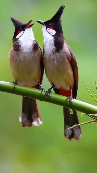 Merbah Jambul Malaysia Sepasang Berkicau di Alam Liar