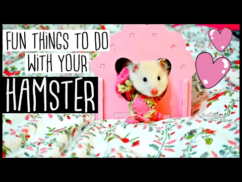 things-you-can-do-with-a-hamster!-|-small-pet