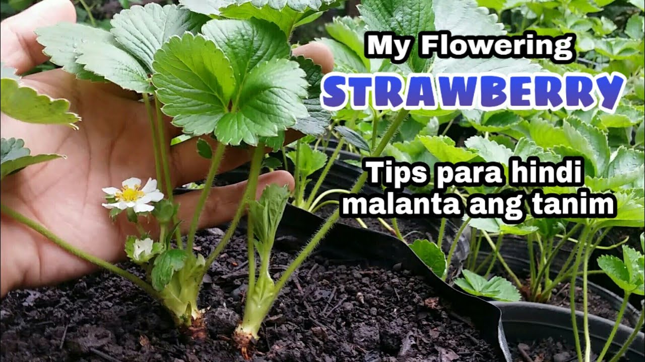 FLOWERING STRAWBERRY / PARAAN PARA HINDI MALANTA ANG TANIM NA STRAWBERRIES