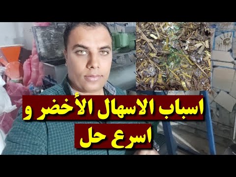 اسباب الاسهال الأخضر و اسرع حل عشاق الدواجن