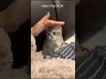 Funny Cat or Kitten 🤣 #cat #cute #memes #meme #fypシ #ilovepetanimals