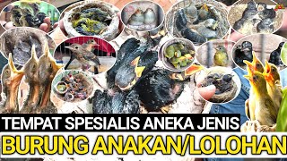 CEK HARGA ANEKA JENIS BURUNG ANAKAN/LOLOHAN TERBARU DI PASAR BURUNG PRAMUKA