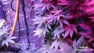 Marijuana Vegetative stage,LED grow lights,medical marijuana,hemp,indoors growing