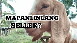 How to AVOID the DECEITFUL GOAT SELLERS in Philippines? 5 tips! by An, The Farmer  121 views 1 month ago 4 minutes, 15 seconds