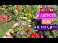 ЦВЕТЫ В АВГУСТЕ: САЖАЕМ, СЕЕМ, ДЕЛИМ!