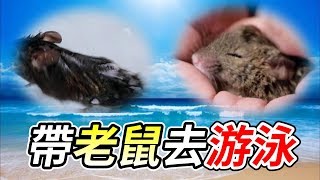 【維鼠日記】夏天消暑 帶老鼠去游泳玩水【維特】#48