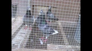 racing pigeons advice for beginners