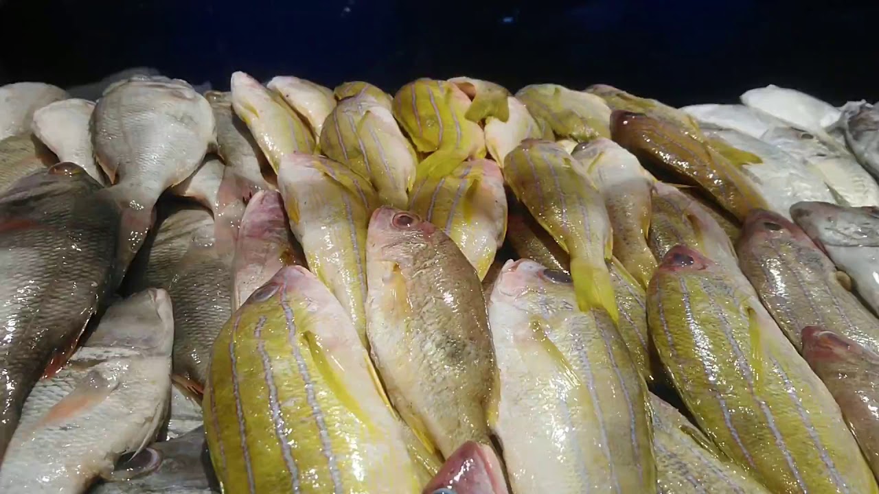 Fish in Riyadh Price for January 2020 Batha, Riyadh, Saudi Arabia