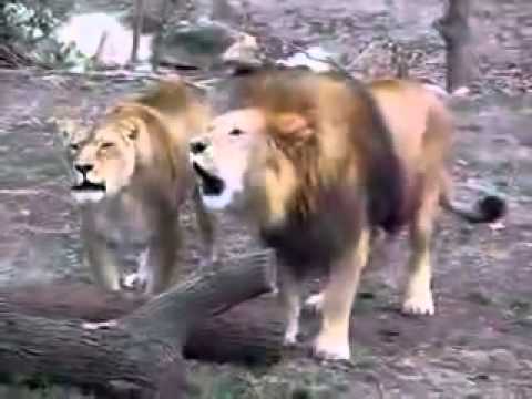 Libaax Ku Dhawaaqaya Magaca Allah SubxaanAllah Ilaahayow Rabiyoow Na Hanuuni