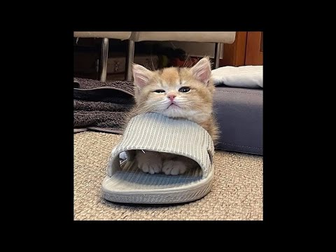 SO Cute Animal - Funny Dog and Cat Videos to Keep You Smiling! 🐱🐶