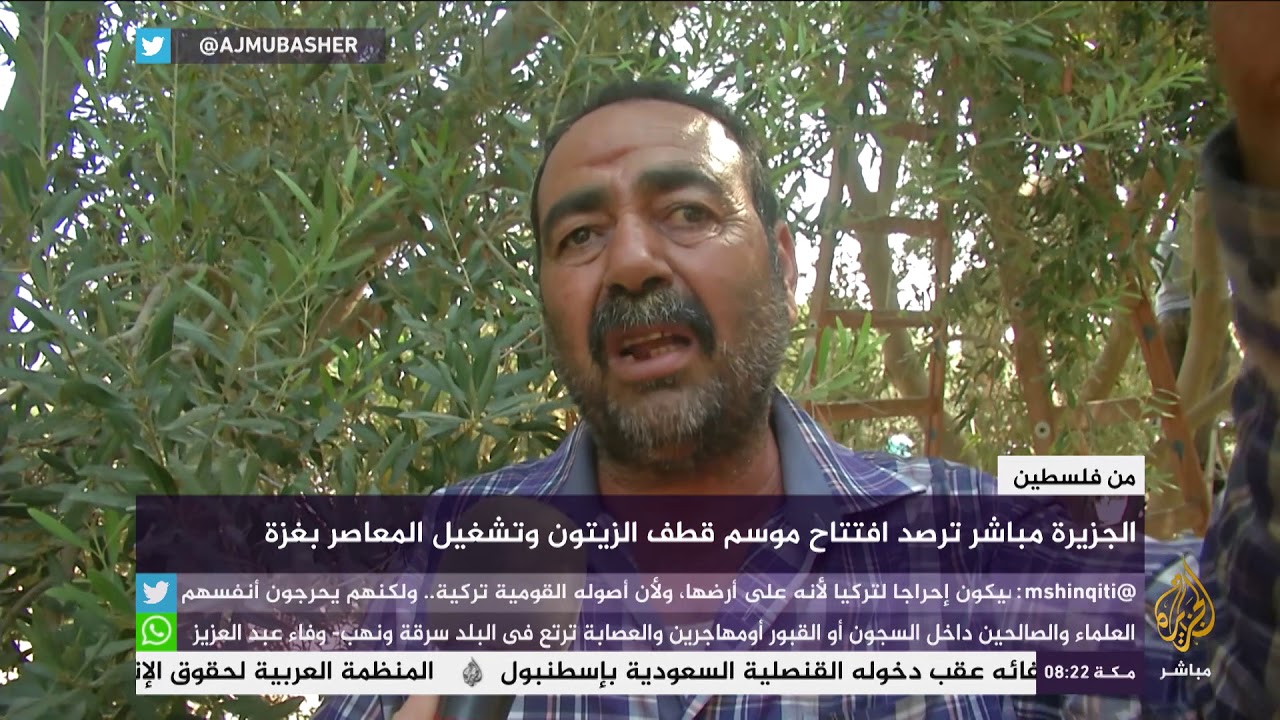 أجواء افتتاح موسم قطف الزيتون في غزة