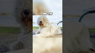 The Heaviest Coat in Canine World  Komondor