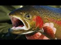 Top 5 Winter Trout Fishing Tips