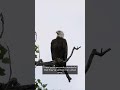 Bald eaglets hatched at White Rock Lake in Dallas