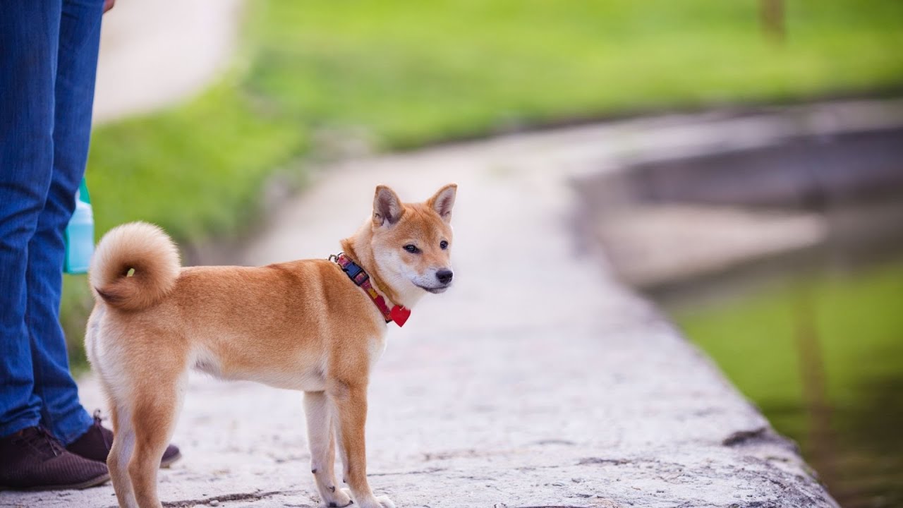 how-to-bathe-a-shiba-inu-expert-tips-for-a-healthy-and-clean-dog