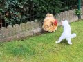 Cat (Dash) vs Chicken (Mora)