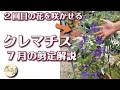 【クレマチス】2回目の花を咲かせる方法解説します！