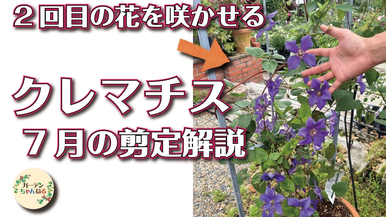 【クレマチス】2回目の花を咲かせる方法解説します！