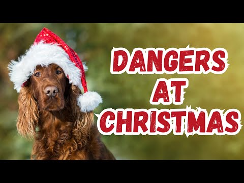 How To Keep Your Dog Safe & Happy At Christmas