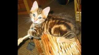 Котятам курильского бобтейла 1. 5 мес. Котятам курильского бобтейла 1. 5 мес.