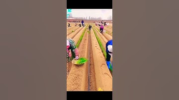 Planting Green Onion With Smart Tool😍🤗 #gardening #ytshorts #shortvideo #tiktok #tiktokvideo #shorts