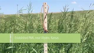 PM6 | Sharp Bros. Seed Co.'s Most Popular Irrigated Pasture Mix