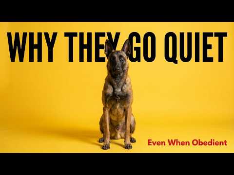 Why Belgian Malinois Stop Responding β Even Though Theyβre Still Obedient