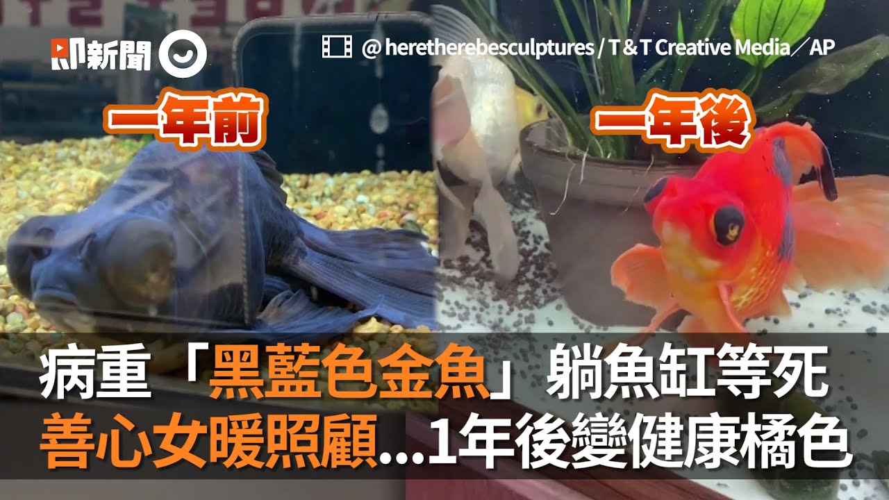 病重 黑藍色金魚 躺魚缸等死善心女照顧1年後變健康橘色 棄養 生病 暖心收養 Youtube 病重 黑藍色金魚 躺魚缸等死善心女照顧1年後變健康橘色 棄養 生病 暖心收養 Youtube