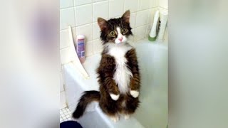 Funniest Animals, Are You Ready To Laugh Like Hell?! - Best Funny Animal Videos