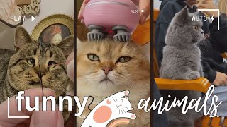 ПРИКОЛЫ С КОТАМИ. Смешные коты, котейки, котики. CATS. Video # 18