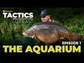 Tactics with loz east  ep1 the aquarium  carp fishing tips  stunning carp 