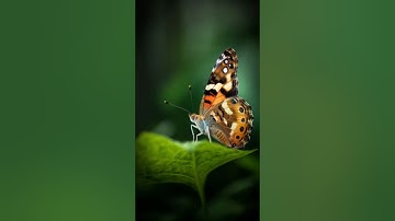 Midjourney v5.1 Stylize Parameter Test on Macro Shots of Vanessa Cardui Butterfly: Low vs. High