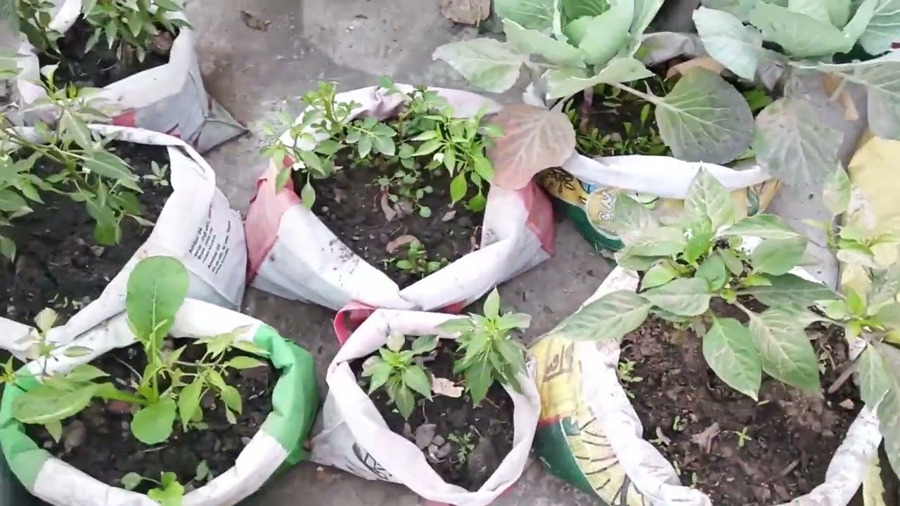 বাগান দেখতে আসে অনেকেই,কিছু গাছ উপহার দিলাম ও সামান্য হার্ভেস্ট করলাম ||