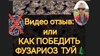 картинка: Фузариоз туй, чем лечить. Отзыв о зарубежной закупке саженцев туй.