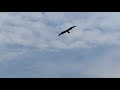 Черный коршун в полете (полная версия видео)