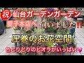 【仙台ガーデンガーデンさん訪問】愛子本店、ビオラの海を泳いできました。