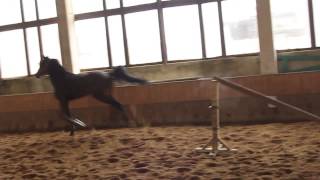 Chenet/2011/holst/gelding/Cosido/Cassini 1/www.showjumping.lt