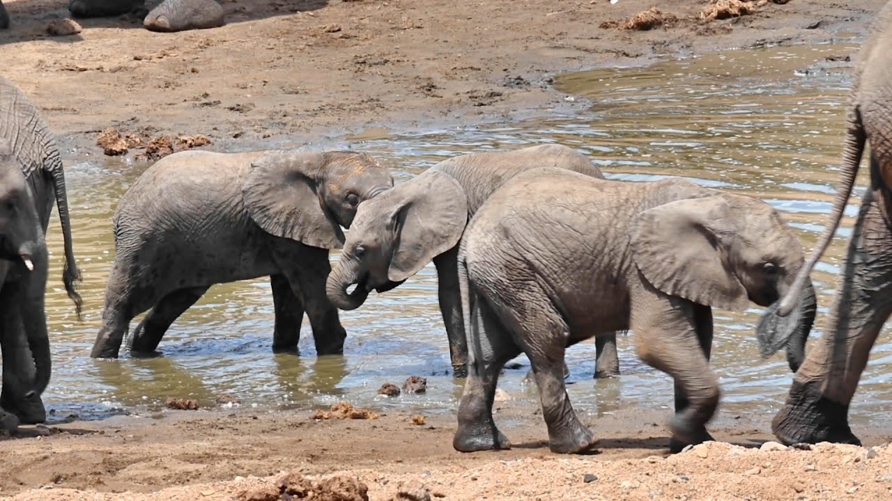 Elephant Spa & Relaxation: Breeding Herd Refreshes, Cooling Off in a Remote Pool in a Dry Riverbed