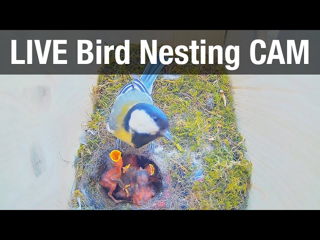 LIVE Bird Nest Box "Bowy & Freddie" (Greattit  - Parus major)